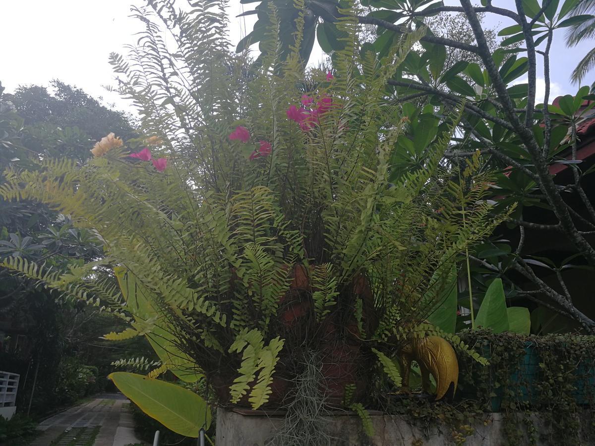 Reuan Phaolai Bophut Luaran gambar
